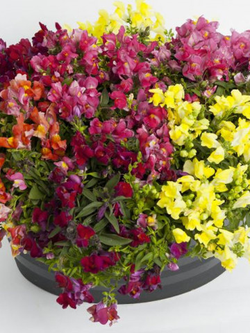 Gura leului curgatoare F1(20 seminte) flori viu colorate mix, Agrosem