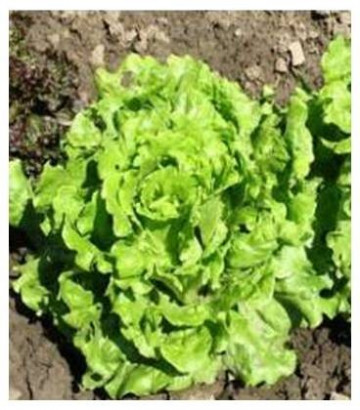 Aficion - 5 grame - Seminte de salata tip Batavia  ce prezinta frunze verzi crete si se preteaza culturii de toamna iarna primavara in spatii protejate si camp deschis de la Rijk Zwaan
