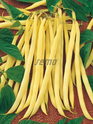 AIDAGOLD seminte fasole (500 gr) fasole fideluta de gradina, galbena rotunda, lunga, foarte productiva, Semo Cehia