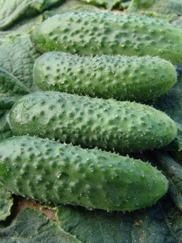 Alhambra F1 - 500 sem - Seminte de castraveti cornichon pentru conserve de la Moravo Seed