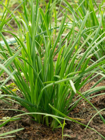 Allium tuberosum (ghiveci 10,5 cm), rasad planta aromatica usturoi de frunze, ceapa chinezeasca