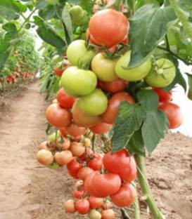 Amaneta F1 - 500 sem - Seminte de rosii cu fructe ferme de culoare rosu-stralucitor la coacere ajungand la greutati de 200-220 grame ce se preteaza cultivarii in spatii incalzite si neincalzite cat si pe cultura hidroponica de la Enza Zaden