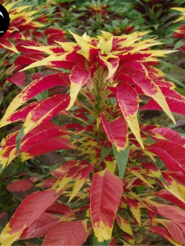 Amaranthus Gangeticus Tricolor Illumination - Seminte Flori Amaranthus de la Florian Planta Anuala