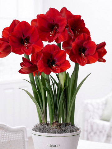 Amaryllis Red Lion (1 bulb), crinul de camera, floare culoare rosu intens, bulbi de flori