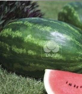 Amphion F1 - 1000 sem - Seminte de pepene verde cu fructe rezistente la pastrare si transport si miez de culoare rosu inchis foarte dulce de la Takii Seeds