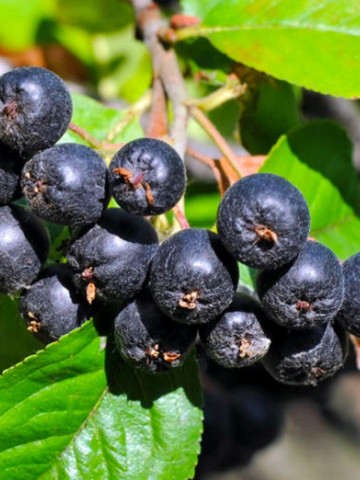 Aronia Nero (1 butas), arbust fructifer aronia negru, fructe acrisoare-astringente, Yurta