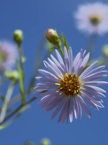 Aster albastru (0.5 gr) seminte de Ochiul Boului cu flori stelate ,colorate in albastru cu centrul galben, Agrosem