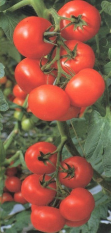 Balkan F1 (50 seminte) tomate extratimpurii pentru sere si camp, Geosem