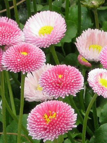 Banutei Pomponette Pink (300 seminte) Bellis perennis flori pompon roz, Agrosem