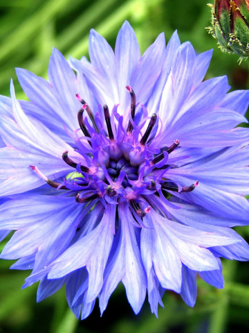 Bee Happy Albastrele Bio (Centaurea cyanus) (2 g), seminte bio de flori Albastrele, Laktofol