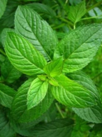 Bee Happy Menta Bio (0,2 g), seminte bio de Mentha rotundifolia, planta aromatica si medicinala, Laktofol