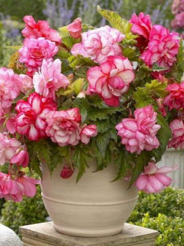 Begonie Curgatoare Cascade Odorosa Pink (2 bulbi), floare mare, culoare roz, bulbi de flori