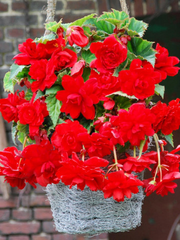 Begonie curgatoare pendula cascade Scarlet (2 bulbi), floare mare, rosu, bulbi de flori