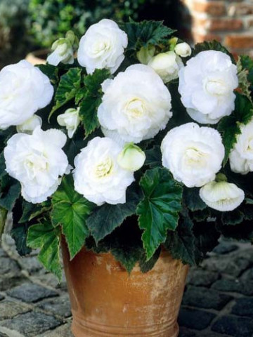 Begonie Double White (3 bulbi), floare mare dubla, culoare alb, bulbi de flori