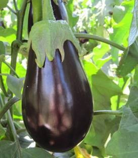 Black Pearl F1 - 500 sem - Seminte de vinete cu fructe inchise la culoare foarte lucioase de o calitate exceptionala rezistente la transport fara spini si productie ridicata de la Enza Zaden