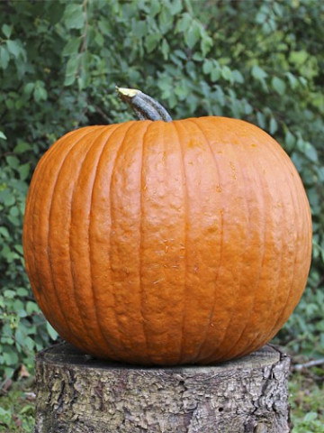 Boomer F1 (500 seminte) dovleac Halloween, fruct portocaliu inchis, crestat, Sakata