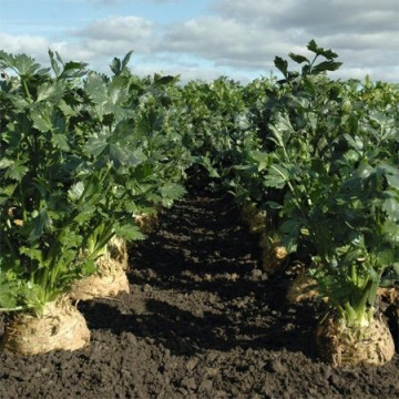 Brilliant - 10.000 sem - Seminte drajate si pregerminate de telina de radacina ce se pastreaza foarte bine peste iarna cu radacini albe si netede de la Bejo