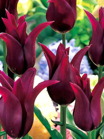 Burgundy (8 bulbi), lalele violet tip crin, bulbi de flori