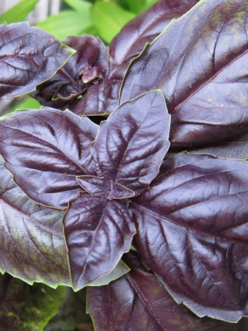 Busuioc Rosu Dark (650 seminte), Seminte de Busuioc Rosu Violet Mov, de la Opal