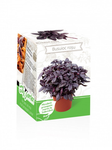 Busuioc rosu - Kit plante aromatice