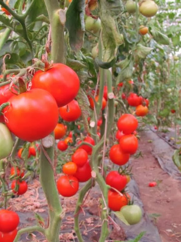 Buzau 47 â€“ 0.7 gr â€“ Seminte Tomate Romanesti Semitimpurii de la Mefim Agro