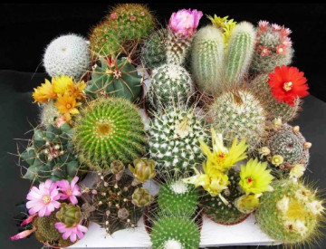 Cactus Mix - 60 sem - Seminte de Cactus Mix