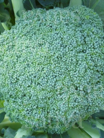 Calabrese Natalino BIO (600 seminte) broccoli ECO certificat ecologic, extratimpuriu, capatana mijlocie, Agrosel