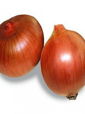 Calatis F1 (125.000 seminte) ceapa galbena, Hektar