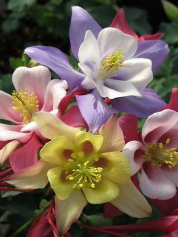 Caldarusa mix (0.15 gr) seminte de plante perene cu flori cu forme deosebite, in diverse combinatii de culori, Agrosem