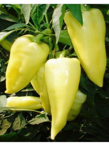 Campona F1 (1000 seminte) de ardei conic dulce cu crestere continua ce poate fi cultivat in sistem protejat in orice perioada a anului atat in sere sau solarii incalzite cat si neincalzite, Duna-R