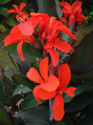 Canna Neubert (1 bulb), floare exotica mare, culoare rosu coral, bulbi de flori