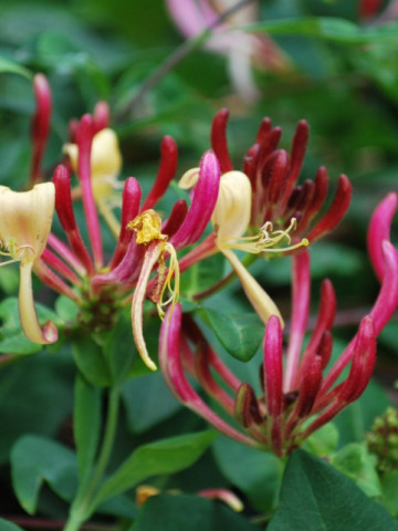 Caprifoi Lonicera Serotina (1 m in ghiveci de 2 L), tufa ornamentala cataratoare "Mana Maicii Domnului" cu flori foarte parfumate, alb cu roz aprins