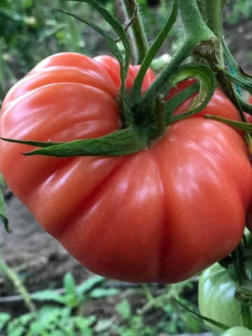 Cassarosa F1 (1000 seminte) tomate crete - costate, culoare roz - violet nedeterminate, Yuksel