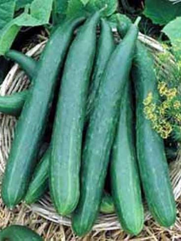 Castraveti Long China (60 seminte) castraveti lungi, fructe gustoase 28-30 cm, Agrosem