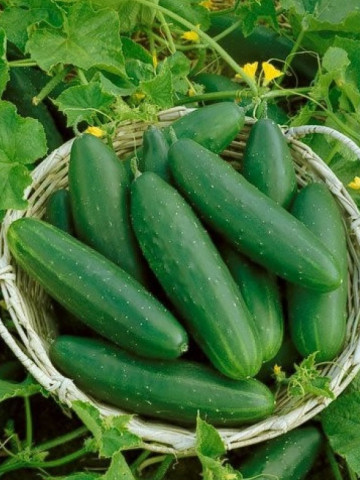 Castraveti Marketmore (250 seminte) castraveti soi semitardiv, lungime 20-22 cm, verde inchis, Agrosem
