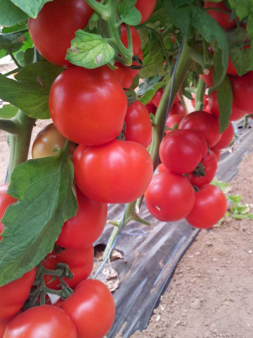 Cherokee F1 (500 seminte) de rosii cu fructe rotunde, ferme, uniforme si un gust foarte bun, Esasem