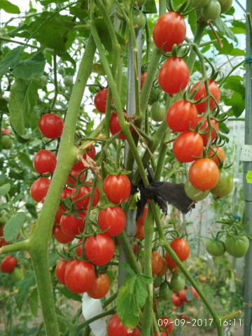 Cherry Swettie (50 seminte) rosii cherry foarte dulci timpurii soi mama a tomatelor Sweet Million F1, SUA