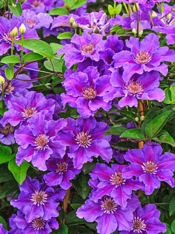 Clematite Ashva (ghiveci 2 L), tufa ornamentala cataratoare Clematis, flori gofrate, mov cu purpuriu