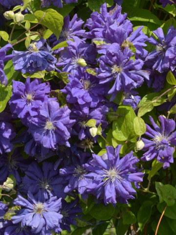 Clematite Floral Dance (ghiveci 2 L) cu flori de culoare albastru închis mereu duble si semiduble, cataratoare Clematis