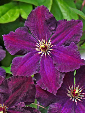 Clematite Grunwald (1.5 m in ghiveci de 2 L), tufa ornamentala cataratoare Clematis, cu flori mari, catifelate, colorate in purpuriu-violet