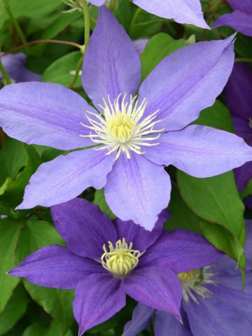 Clematite H. F. Young (1.5 m in ghiveci de 2 L) tufa ornamentala cataratoare Clematis, clematita premiata cu flori foarte mari, de culoare albastru deschis si stamine galbene