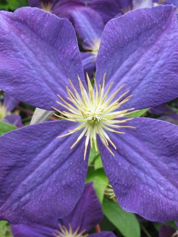 Clematite Jackmanii (1.5 m in ghiveci de 2 L), tufa ornamentala cataratoare Clematis, cu flori mari, cu patru petale colorate in nuante de albastru-mov