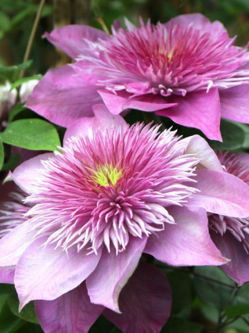 Clematite Kaiser (1.5 m in ghiveci de 2 L), tufa ornamentala cataratoare Clematis, hibrid japonez premiat, cu flori duble roz, potrivita si pentru ghivece