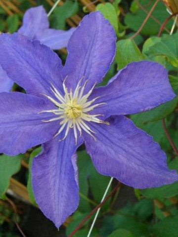 Clematite Lasurstern (1.5 m in ghiveci de 2 L) tufa ornamentala cataratoare Clematis, cu flori foarte mari, colorate in nuante de albastru-lavanda, clematita premiata