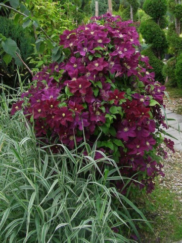 Clematite Mazowsze (1.5 m in ghiveci de 2 L), tufa ornamentala cataratoare Clematis, hibrid cu flori mari, catifelate, de culoare roz-rosiatic si sepale galbene