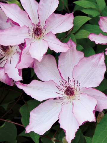 Clematite Omoshiro (1.5 m in ghiveci de 2 L), tufa ornamentala cataratoare Clematis, varietate japoneza cu flori mari, intr-o combinatie delicata de alb si roz