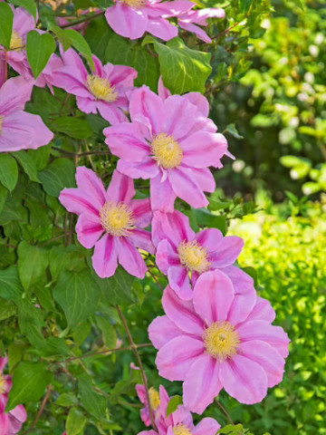 Clematite Pink Beauty (ghiveci 2 L) cu nuanțe de roz amoros deosebit de stralucitoare, cataratoare Clematis