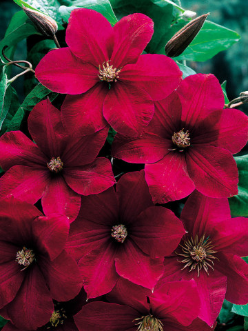 Clematite Rouge Cardinal (ghiveci 2 L) clematita cu flori rosu-deschis, cataratoare, tufa ornamentala Clematis
