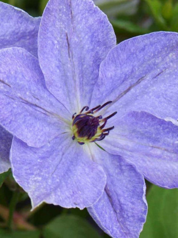 Clematite Skyfall (1.5 m in ghiveci de 2 L) tufa ornamentala cataratoare Clematis, cu flori mari, de culoare albastru deschis si stamine violet-purpurii