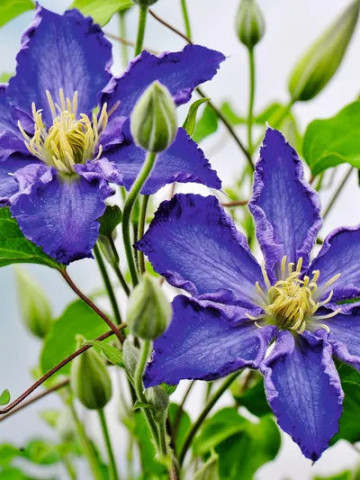 Clematite Stefan Franczak (1.5 m in ghiveci de 2 L), tufa ornamentala cataratoare Clematis, varietate cu flori superbe, albastre
